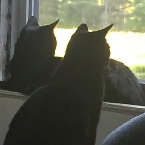 Meet your Posher, Joan